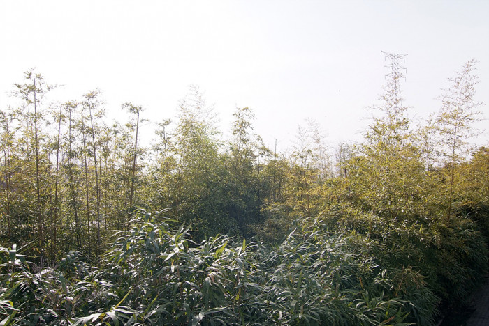 대나무 - Bamboo, Bambuseae