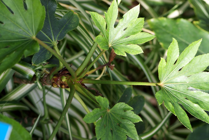 팔손이 - False aralia, Fatsia japonica (Thunb.) Decne. & Planch.