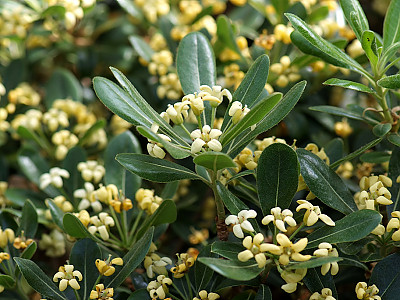 돈나무 사진 - Pittosporum tobira (Thunb.) W.T.Aiton Photos
