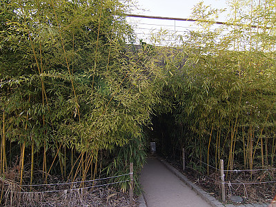 대나무 사진 - Bambuseae Photos