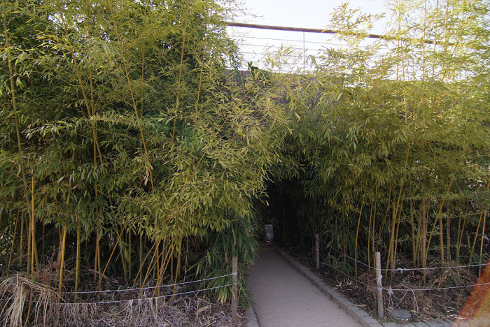 대나무 - Bamboo, Bambuseae