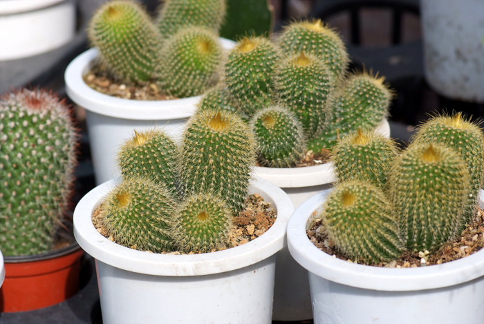 선인장 - Opuntia ficus-indica Mill.