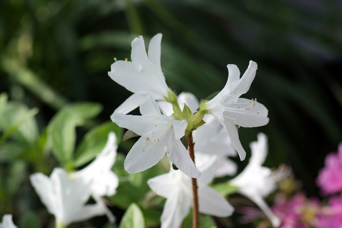 철쭉 - Deciduous Azalea, Rhododendron schlippenbachii Maxim.