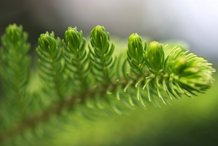 아라우카리아 - Norfolk Island Pine, Araucaria heterophylla (Salisb.) Franco