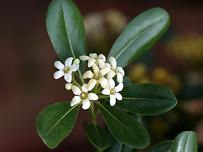 돈나무 사진 - Pittosporum tobira (Thunb.) W.T.Aiton Photos