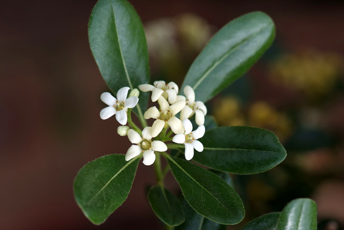 돈나무 - Pittosporum tobira (Thunb.) W.T.Aiton