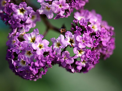 헬리오트롭 사진 - Heliotropium arborescens Photos