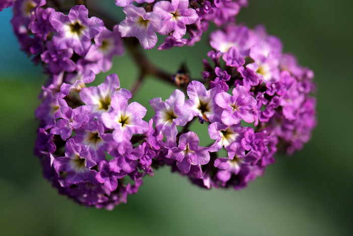헬리오트롭 - Heliotropium peruviana, Heliotropium arborescens