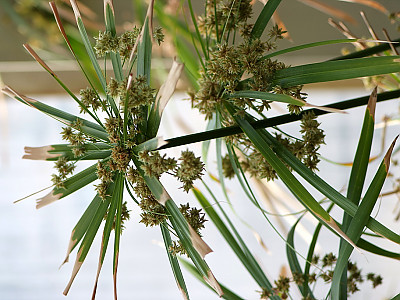종려방동사니 사진 - Cyperus alternifolius L. Photos