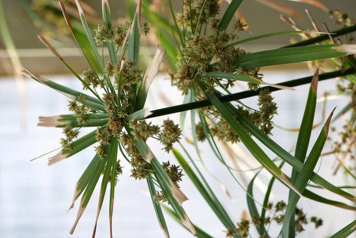 종려방동사니 - Cyperus alternifolius L.