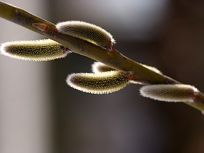 양버들 사진 - Populus nigra var. italica Photos