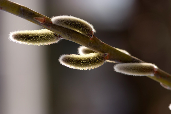양버들 - Populus euramericana, Populus nigra var. italica