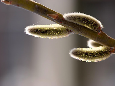 양버들 사진 - Populus nigra var. italica Photos