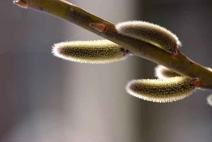 양버들 - Populus euramericana, Populus nigra var. italica