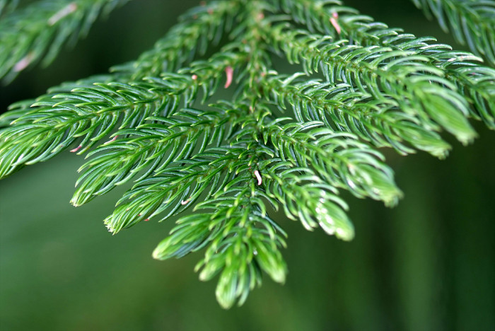 아라우카리아 - Norfolk Island Pine, Araucaria heterophylla (Salisb.) Franco