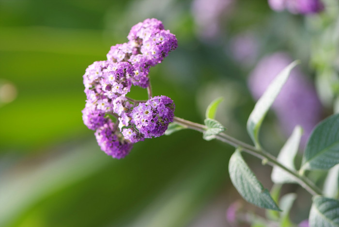 헬리오트롭 - Heliotropium peruviana, Heliotropium arborescens