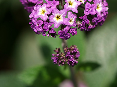 헬리오트롭 사진 - Heliotropium arborescens Photos