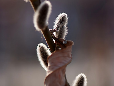 양버들 사진 - Populus nigra var. italica Photos