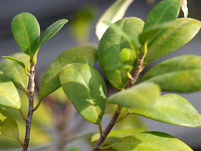 판다고무나무 사진 - Ficus retusa Panda Photos