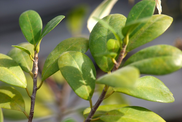 판다고무나무 - 펜더고무나무, Ficus retusa Panda