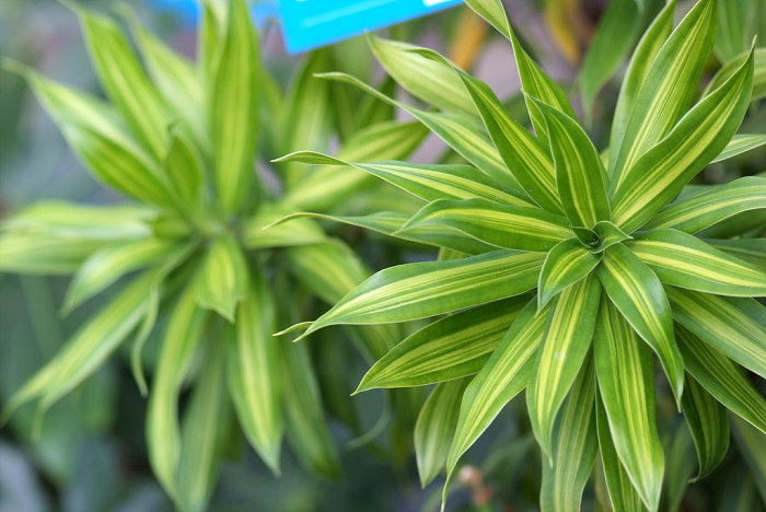 드라세나 데레멘시스 - Striped Dracaena, Dracaena deremensis