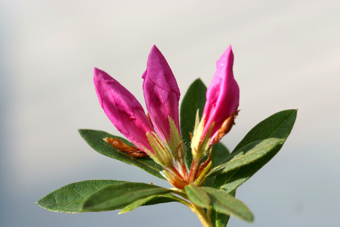 철쭉 - Deciduous Azalea, Rhododendron schlippenbachii Maxim.