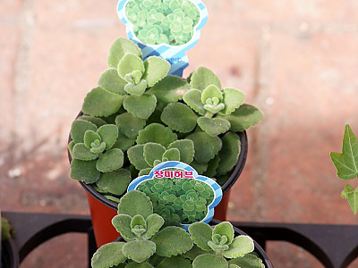 장미허브 사진 - Plectranthus tomentosa Photos