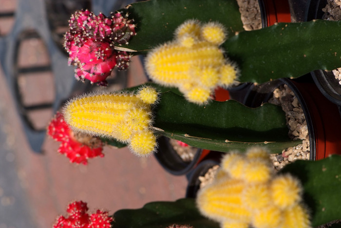 선인장 - Opuntia ficus-indica Mill.