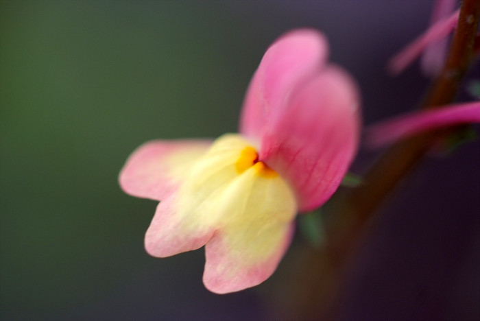 리나리아 - Clovenlip Toadflax, Linaria bipartita