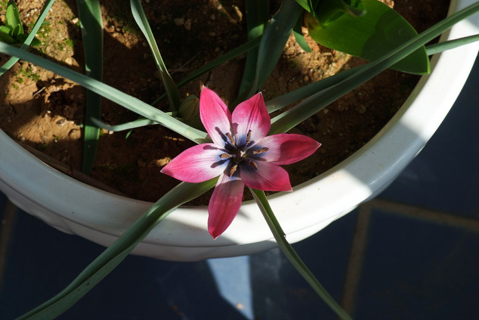 튤립 - Tulip, Tulipa gesneriana