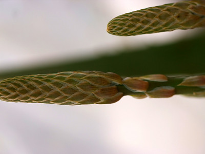 알로에 소말리엔시스 사진 - Aloe somaliensis Photos