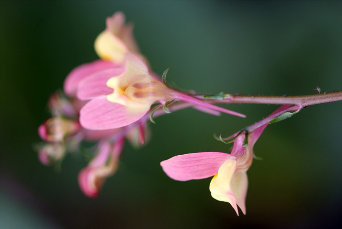 리나리아 - Clovenlip Toadflax, Linaria bipartita