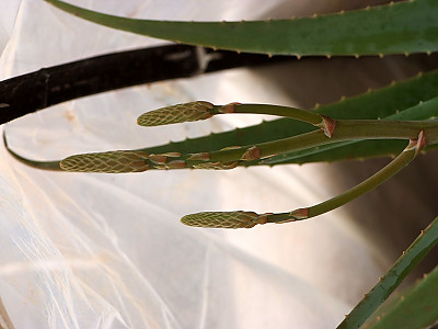 알로에 소말리엔시스 사진 - Aloe somaliensis Photos