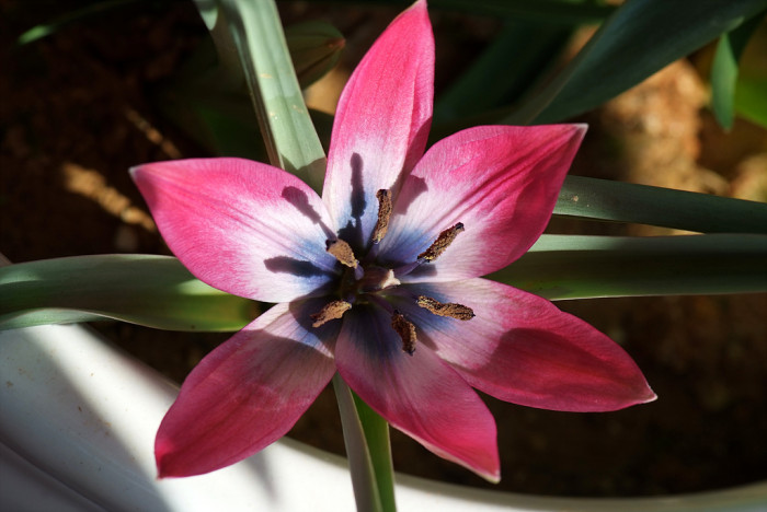 튤립 - Tulip, Tulipa gesneriana