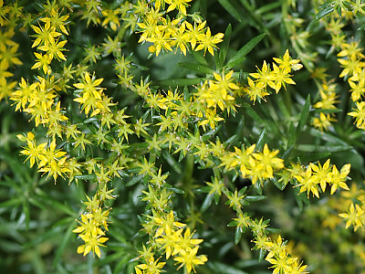돌나물 사진 - Sedum sarmentosum Bunge Photos