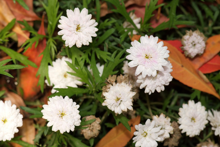 목마가렛 - Chrysanthemum frutescens