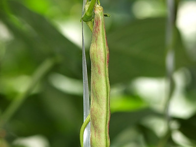 콩 사진 - Glycine max (L.) Merr. Photos