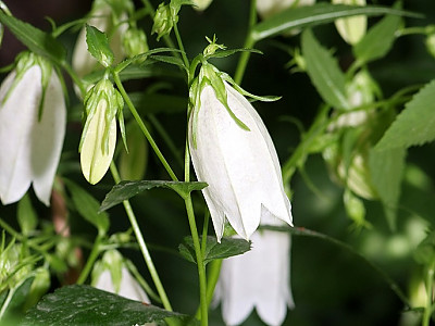 초롱꽃 사진 - Campanula punctata Photos