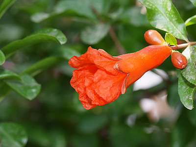 석류나무 사진 - Punica granatum L. Photos