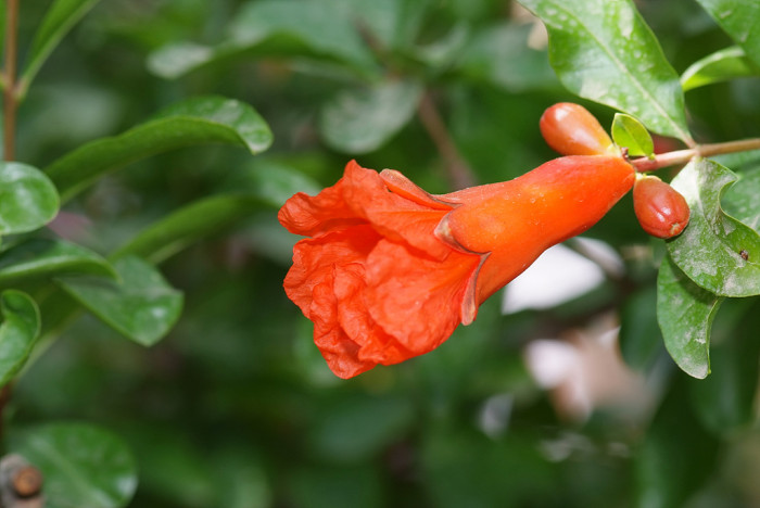 석류나무 - Punica granatum L.