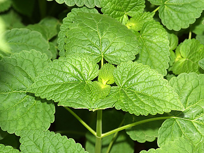 배초향 사진 - Agastache rugosa (Fisch. & Mey.) Kuntze Photos