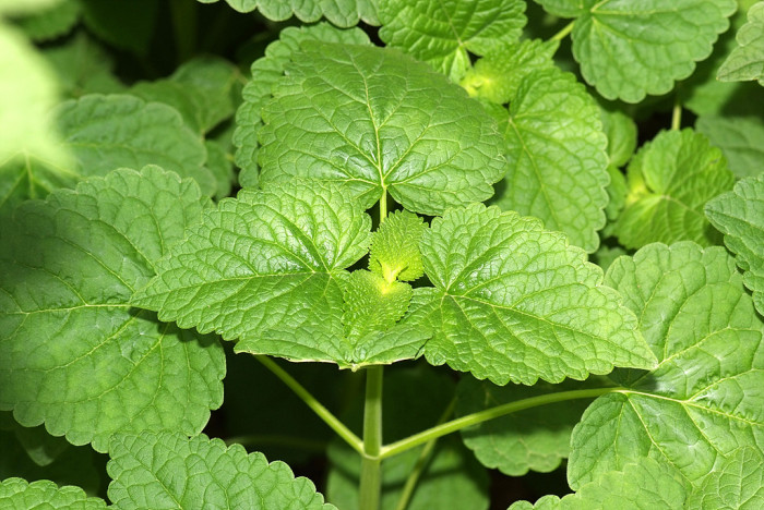 배초향 - Korean mint, Agastache rugosa (Fisch. & Mey.) Kuntze
