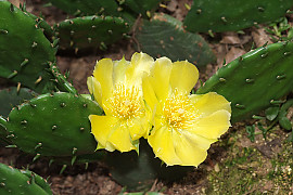 백년초 - Opuntia ficus-india L var. saboten Makino