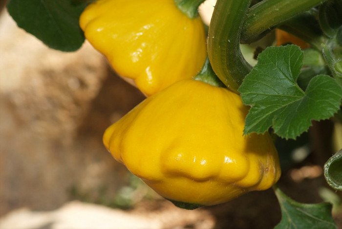 호박 - squash, Cucurbita moschata Duchesne