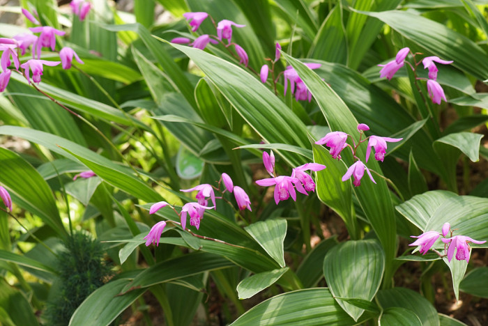 자란 - Bletilla striata (Thunb. ex Murray) Rchb.f.