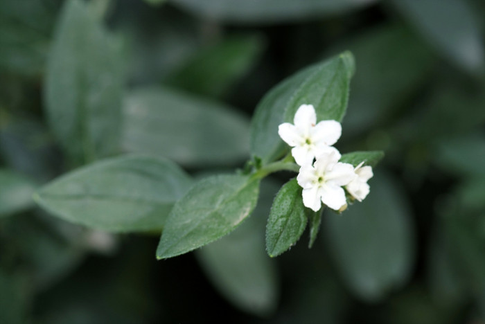 반하 - Pinellia ternata (Thunb.) Breitenb.