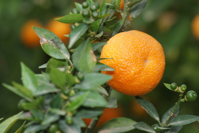 귤나무 -  , Citrus unshiu S.Marcov.
