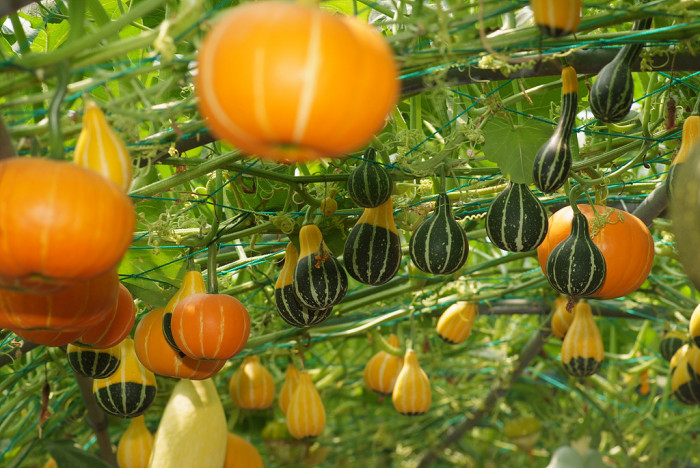 호박 - squash, Cucurbita moschata Duchesne