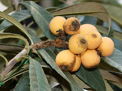비파나무 사진 - Eriobotrya japonica (Thunb.) Lindl. Photos