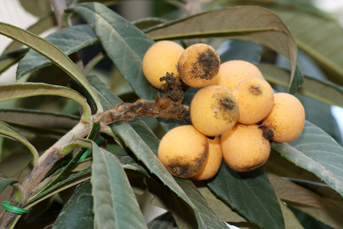 비파나무 - Eriobotrya japonica (Thunb.) Lindl.